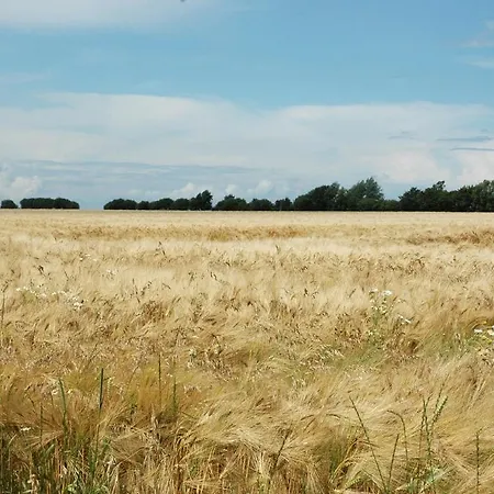Wildt Petersdorf auf Fehmarn